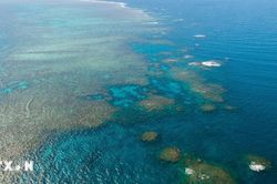Giới khoa học cảnh báo nguy cơ tẩy trắng rạn san hô Great Barrier