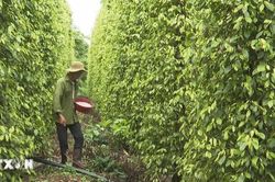 Đồng Nai: Đồng bào vùng cao tăng thu nhập từ tư duy đổi mới nông nghiệp