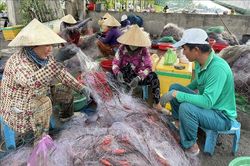 Cà Mau: Nhộn nhịp mùa khai thác cá khoai