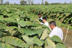 Đồng Tháp: Phát triển vùng chuyên canh khoai môn