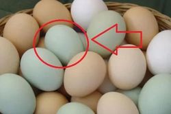 Sự thật về trứng vịt vỏ xanh và vỏ trắng không phải ai cũng biết