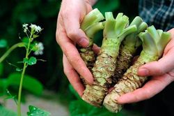 Loại củ đắt đỏ 'bậc nhất thế giới', giá hơn 6 triệu đồng/kg, Việt Nam đã trồng thành công