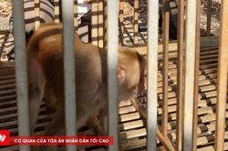Thả cá thể khỉ đuôi dài quý hiếm về môi trường tự nhiên