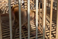 Thả cá thể khỉ đuôi dài quý hiếm về môi trường tự nhiên