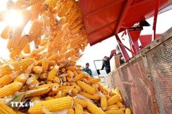 Việt Nam trở thành trọng tâm trong chiến lược nông nghiệp toàn cầu của Argentina