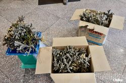 UBND tỉnh Khánh Hòa chỉ đạo tăng cường kiểm soát, ngăn chặn, xử lý nghiêm các hành vi xâm hại hệ sinh thái biển