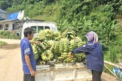 Xã Bát Xát hỗ trợ người dân tiêu thụ 30 tấn quả chuối tây