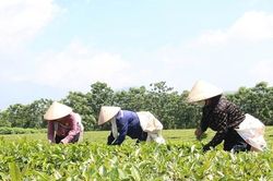 Yên Sơn ngày mới