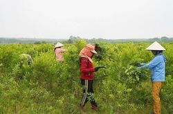 Nâng cao hiệu quả các chương trình, dự án giảm nghèo