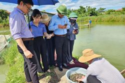 Nhân giống thành công cá chạch bùn