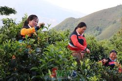 Độc đáo chè sao tay Tà Xùa