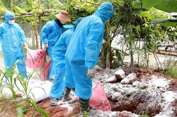 Xuất hiện dịch cúm gia cầm A/H5N1 tại xã Tân Quang