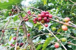 Dữ liệu vùng trồng trở thành 'chìa khóa' nâng giá trị xuất khẩu cà phê