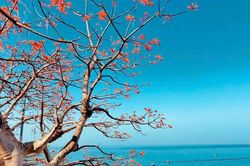 Từ mùa hoa ngô đồng đỏ lan tỏa thông điệp bảo tồn di sản biển đảo