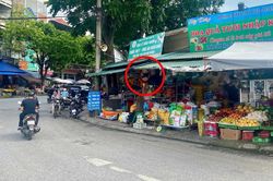 Cần khắc phục ngay tình trạng biển báo, đèn tín hiệu giao thông bị che khuất