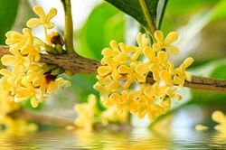 Mộc hương được ví như cây quý hút tài lộc nhưng trồng ở 6 vị trí này dễ rước phiền toái vào nhà