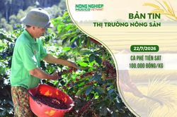 Thị trường n&ocirc;ng sản 22/7/2026: C&agrave; ph&ecirc; tiến s&aacute;t 100.000 đồng/kg