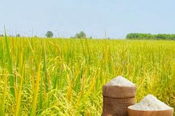 Giá lúa gạo hôm nay 22/7: Trong nước ổn định, gạo xuất khẩu tăng