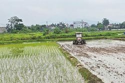 Diện tích gieo trồng vụ mùa ở xã Sơn Đồng đạt hơn 337ha