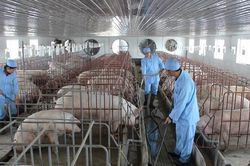 Dịch bệnh trên đàn gia súc, gia cầm cơ bản được kiểm soát