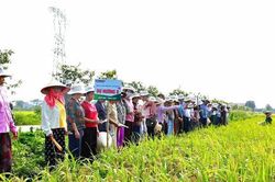 Nông dân xã Đa Phúc thực hiện nhiều mô hình kinh tế hiệu quả