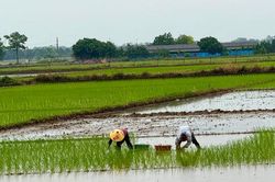 Ứng Thiên đặt mục tiêu năm 2029 đạt chuẩn nông thôn mới