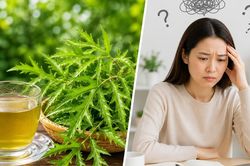 Nước lá đinh lăng có giúp cải thiện trí nhớ?