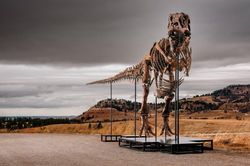 Bộ xương T. rex lập kỷ lục 50 triệu USD sau 10 phút đấu giá