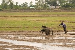 Si&ecirc;u El Nino c&oacute; thể đe dọa 350.000ha l&uacute;a đ&ocirc;ng xu&acirc;n tại ĐBSCL