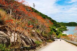 Mùa hoa ngô đồng đỏ…