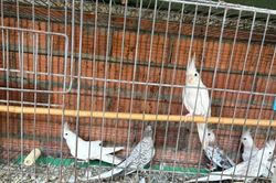 Khởi tố vụ án nuôi nhốt trái phép 104 cá thể động vật hoang dã ở Tây Ninh