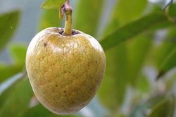 Loại quả đặc sản miền Tây dễ nhầm với mãng cầu, tuyệt đối không ăn hạt