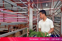 Nuôi 'đặc sản' rừng thành công trên vùng biển ngang