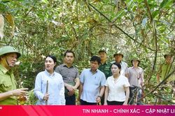 Huy động các nguồn lực để bảo vệ rừng tại gốc, không để xảy ra cháy rừng