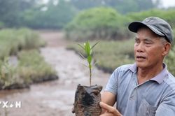 Hưng Yên: Người thương binh hơn 40 năm gieo màu xanh nơi đầu sóng