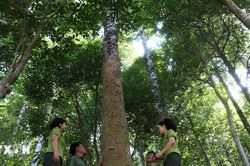 Giữ màu xanh cho những cánh rừng đặc dụng Đèo Cả