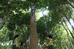 Giữ màu xanh cho những cánh rừng đặc dụng Đèo Cả