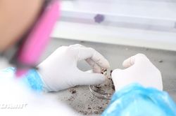 Trong phòng Lab giám định ADN: Nơi khoa học thắp hy vọng đưa các liệt sĩ trở về