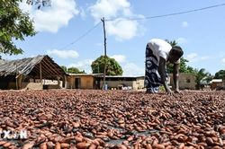 Chính phủ Nigeria cấm xuất khẩu hạt cacao thô