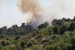 Cháy rừng khiến hơn 100 người nhập viện tại Algeria