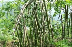 Ở Việt Nam mọc đầy, ra nước ngoài được ví như 'cây vàng', hạt bán tới 2 triệu đồng/kg