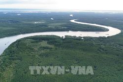 TP. Hồ Ch&iacute; Minh đ&oacute;n cơ hội ph&aacute;t triển thị trường t&iacute;n chỉ carbon rừng