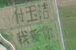Người đàn ông thuê cả cánh đồng rộng 2,5 ha chỉ để làm một việc với bạn gái sau 10 năm yêu