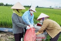 Nhân rộng mô hình cánh đồng không bao bì thuốc bảo vệ thực vật