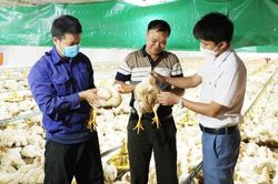 Phòng ngừa sự cố về điện trong chăn nuôi