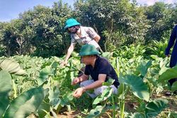 Đưa cây trồng mới vào sản xuất