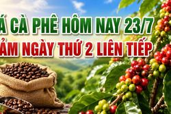 Giá cà phê hôm nay 23/7: Giảm phiên thứ hai liên tiếp, nguyên nhân do đâu?