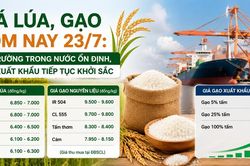 Giá lúa, gạo hôm nay 23/7: Thị trường trong nước ổn định, gạo xuất khẩu tiếp tục khởi sắc