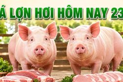 Giá lợn hơi hôm nay 23/7: Tiếp tục đi xuống, 66.000 đồng/kg là mức giao dịch cao nhất