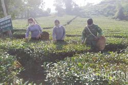 Nâng cao giá trị sản phẩm chè Tây Cốc